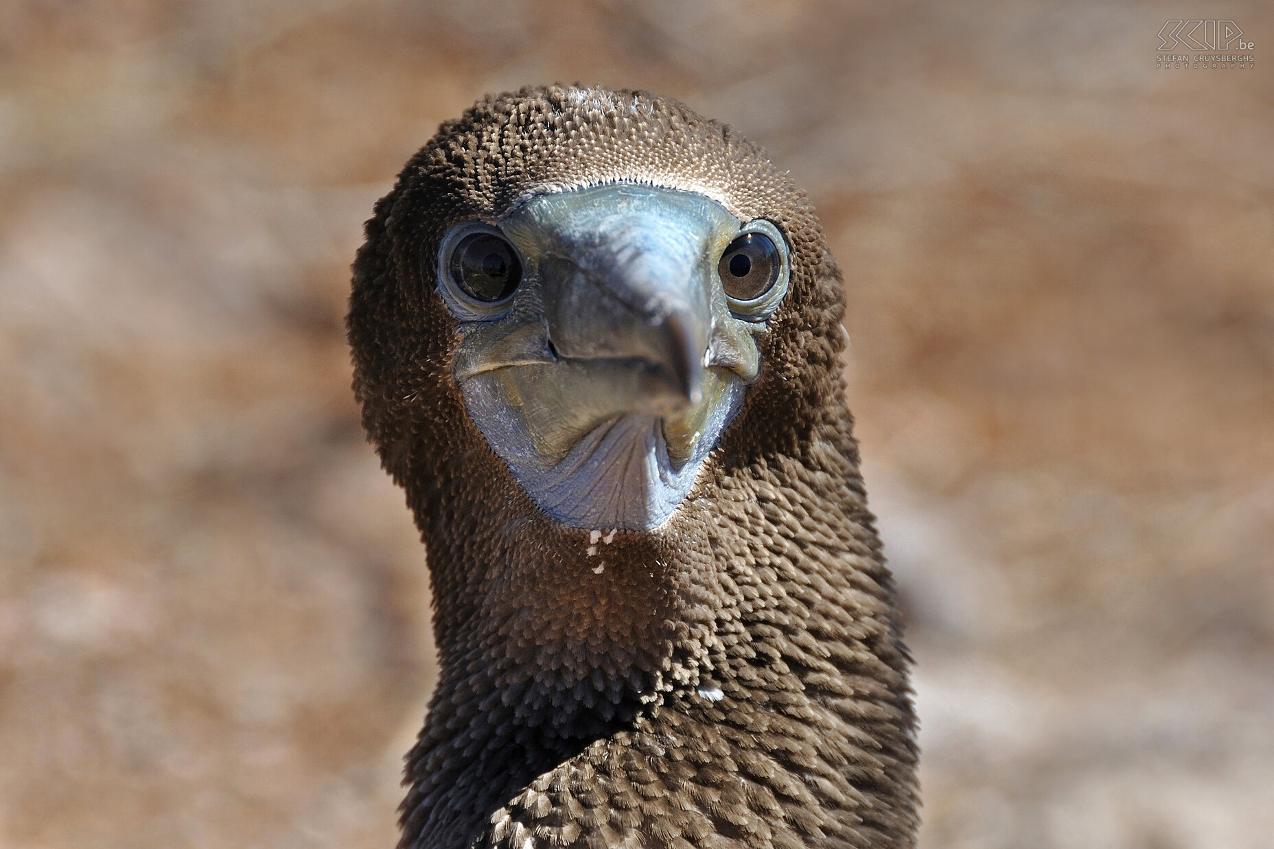 Galapagos - North Seymour - Blue-footed booby North Seymour is one of the few islands where blue-footed boobies and frigate birds breed. This a a close-up of a young blue-footed booby. Stefan Cruysberghs